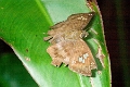 HESPERIIDAE, (Pyrginae), Celaenorrhinus